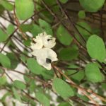 先日の花が解明！