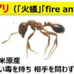 ヒアリ。
